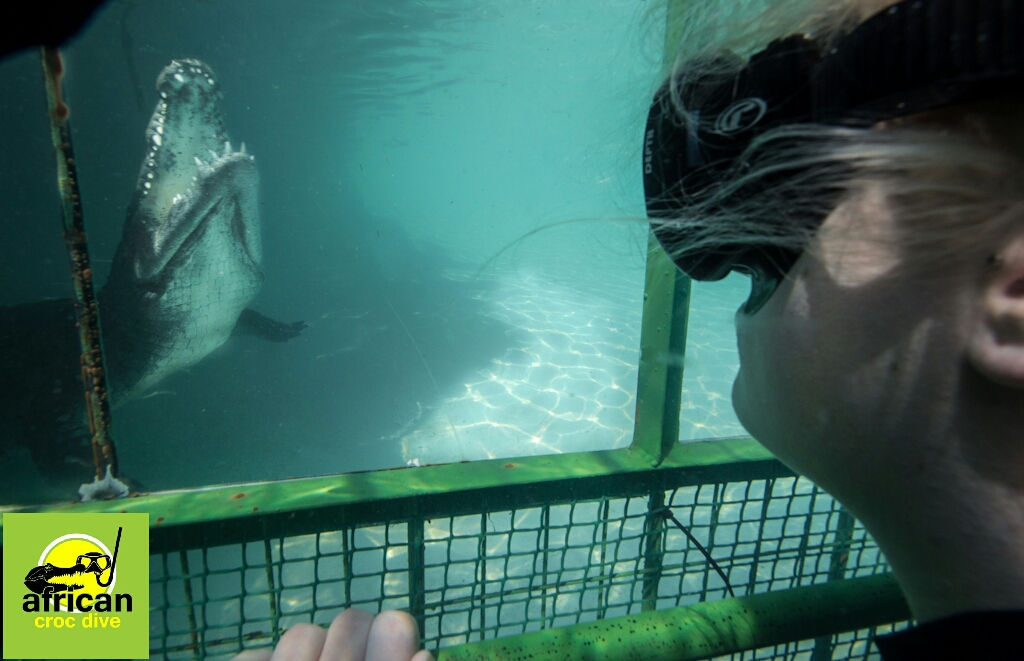 Crocodile Cage Diving in Paarl, Cape Town South Africa